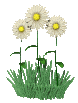 gify kwiaty
