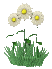 gify kwiaty